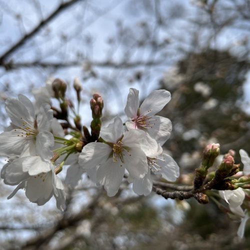 桜
